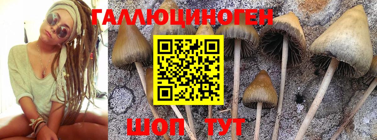 Ачинск  Псилоцибиновые грибы Psilocybine cubensis  Вход с VPN 